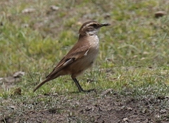 Cinclodes albiventris