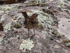 Cinclodes albiventris