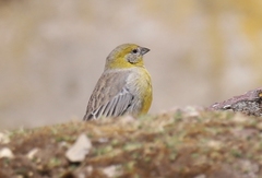 Sicalis uropygialis