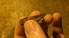 Humbe tenuicornis