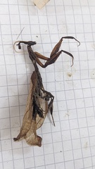 Phyllocrania paradoxa