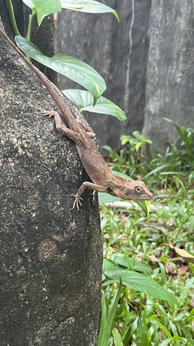 Vietnamese Blue Crested Lizard