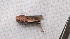 Humbe tenuicornis
