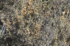 Atriplex canescens