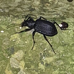 Calosoma planicolle
