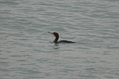 Phalacrocorax carbo