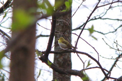 Phylloscopus sibilatrix