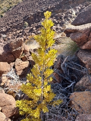 Phyllocladus alpinus