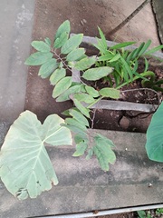 Annona