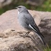 Glacier Finch - Photo (c) Luca Boscain, some rights reserved (CC BY-NC), uploaded by Luca Boscain