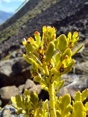 Phyllocladus alpinus