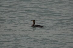 Phalacrocorax carbo