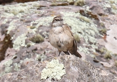 Cinclodes albiventris