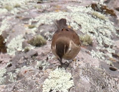 Cinclodes albiventris