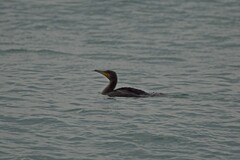 Phalacrocorax carbo
