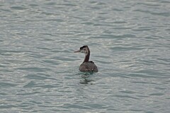 Podiceps cristatus