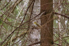 Phylloscopus sibilatrix
