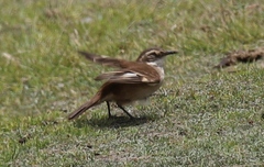 Cinclodes albiventris