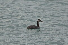 Podiceps cristatus