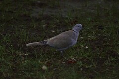 Streptopelia decaocto