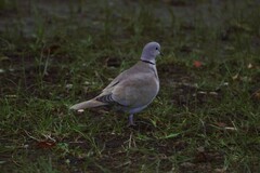 Streptopelia decaocto
