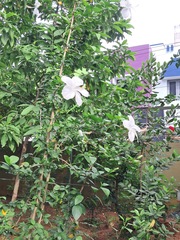 Hibiscus arnottianus