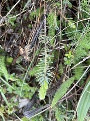 Thymelaea ruizii