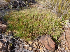 Oreobolus pectinatus