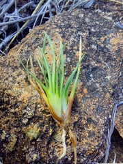 Oreobolus pectinatus