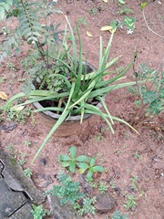 Aloe vera