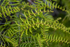 Gleichenia microphylla