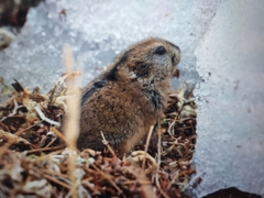 Dicrostonyx groenlandicus