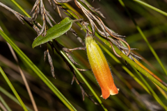 Marianthus bignoniaceus