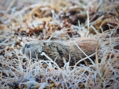 Dicrostonyx groenlandicus