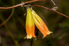 Marianthus bignoniaceus