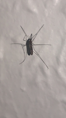 Anopheles atropos