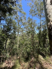 Eucalyptus grandis
