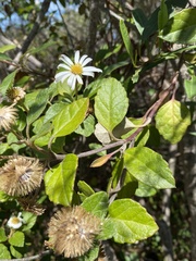 Olearia tomentosa
