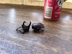 Xylotrupes australicus