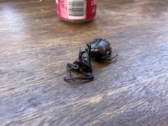 Xylotrupes australicus