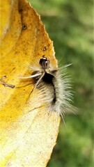 Halysidota tessellaris