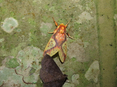 Symphlebia