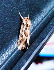 Spodoptera dolichos