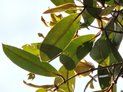 Myrcia