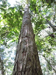 Myrcia