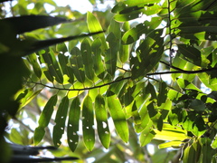 Virola bicuhyba