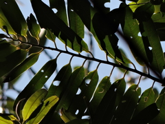 Virola bicuhyba