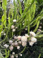 Baccharis genistelloides