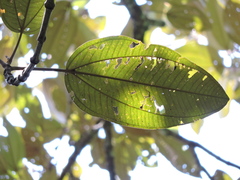 Miconia formosa