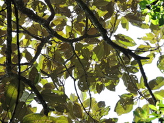 Miconia formosa